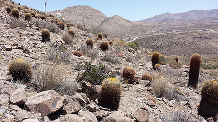 Lots of barrel cacti