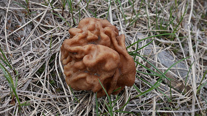 Brain Fungus
