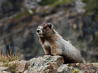Poser Marmot