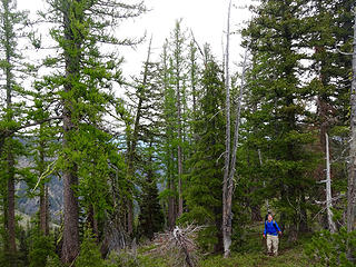 Some nice larch stands on the ridge to Three Brothers, East.