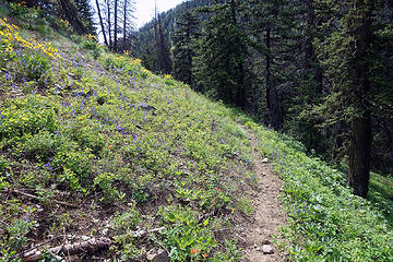 Lower NF Wolf Creek section of trail.