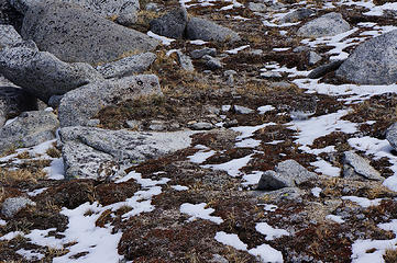 How many Ptarmigans can you find?