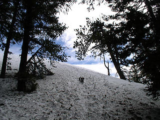 Jasper waits just short of the summit of Hex Mountain