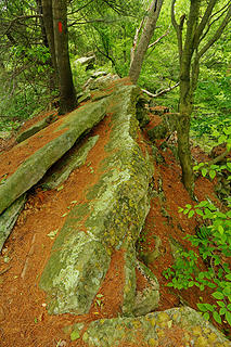 5- Walking a forested 'knife-edge' ridge