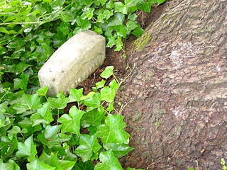Headstone gobbled up by tree; Peter Saar Pioneer Cemetery in Kent