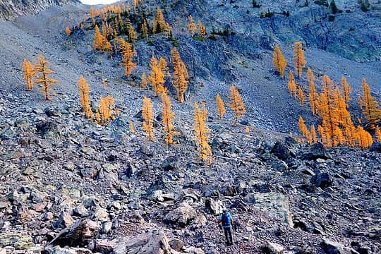 Larches growing among fields of rocks