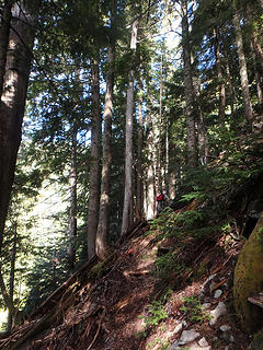 Steep forest duff hike