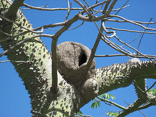 Hornero nest