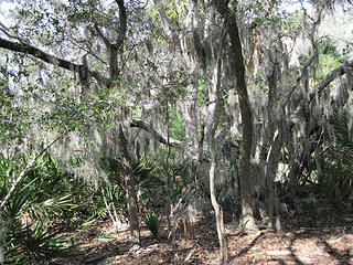 Example of typical maritime forest on the SC coast