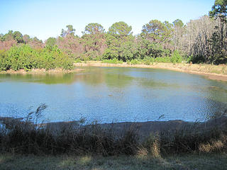 One of several ponds built for wildlife on Pinckney Island