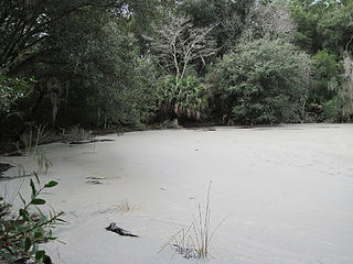 A pond in the woods on Pinckney Island