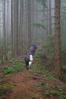 Fog on the trail