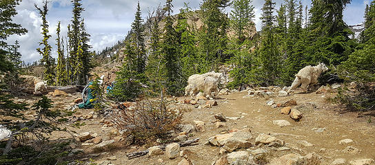 Mountain goats at Ingalls Pass