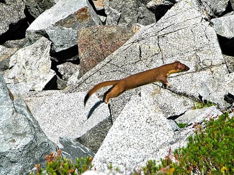 Flying long tailed weasel at Melakwa Pass. Its all about timing