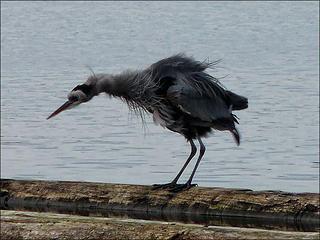 Great Blue Heron, shaking the water off it's body, 1.20.10.