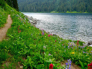 Flower cornucopia on Dewey Lake