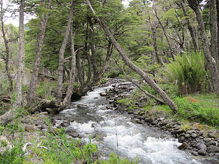 Creek and Lengas along the trail