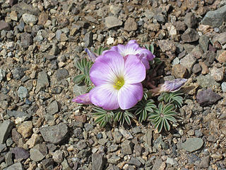 Tiny flower high on el Piltri