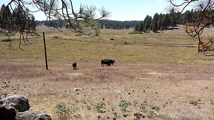 Meadow & cows