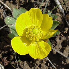 First Wildflower I saw in 2010 ( Butter Cup )