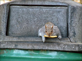 Squirrel Raids Trash Can, 3.5.10.