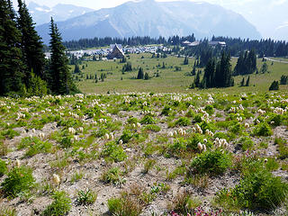 Beargrass from Sourdough Ridge trail