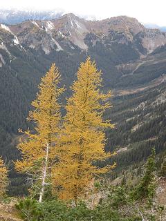 Larches and Carne