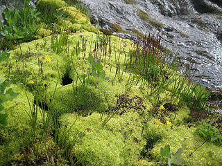 lots of green mosses near the water