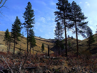 These Ponderosas survived the huge 2004 School Canyon Fire that hit the Pomeroy District of Umatilla National Forest.