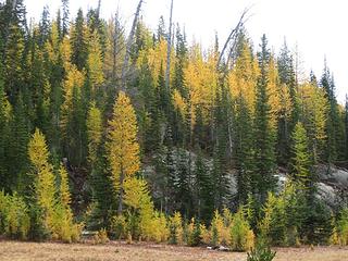 Slope larches