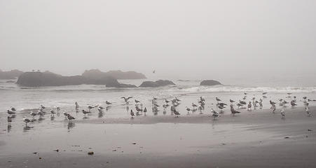 Seagulls on Third Beach