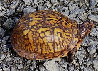 Virginia Box Turtle near Shenandoah National Park
