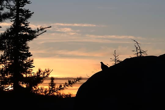 Grouse silhouette