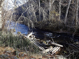 N Fork Asotin Ck is designated critical habitat for steelhead and other species.