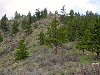 More forested section of the NNE ridge as you gain elevation