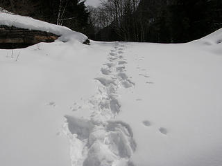 Following tracks back down in snow on Deer Creek road.