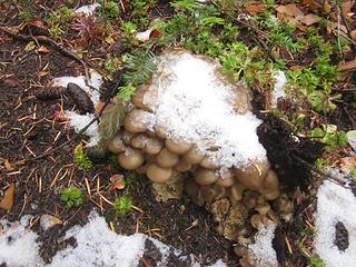 Snowshroom