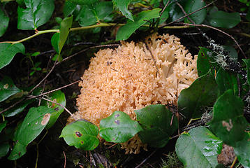 Interesting fungi