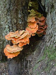 Orange shelf fungus