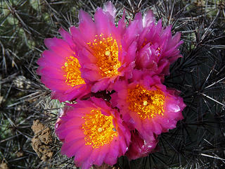 Beautiful Hedge Hog Cactus Blooms.