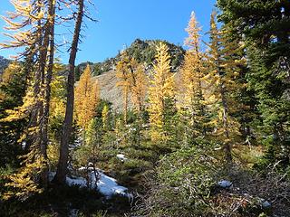Larches and Light