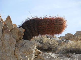 Limp barrel cactus
