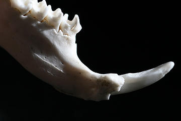 marmot-jawbone