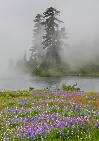 wildflowers in fog near Lake La Crosse