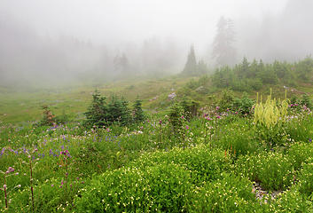 wildflowers and fog in LaCrosse basin