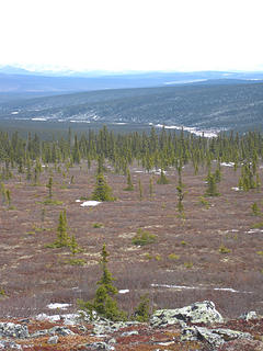 Tundra and Forest