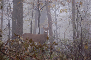 Buck in Shenandoah National Park
