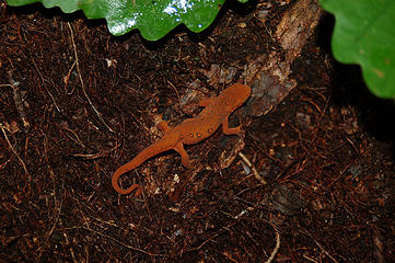 Salamander or Newt?