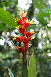 One of the only blooming Bromeliads