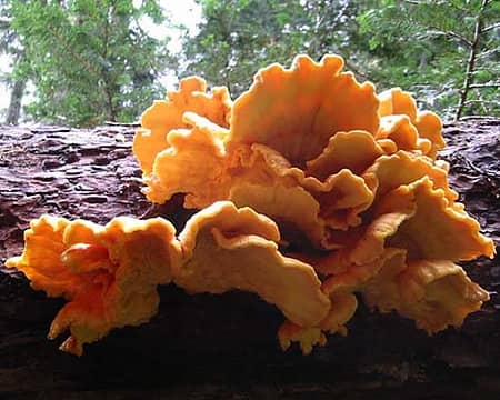 Chicken of the Woods?